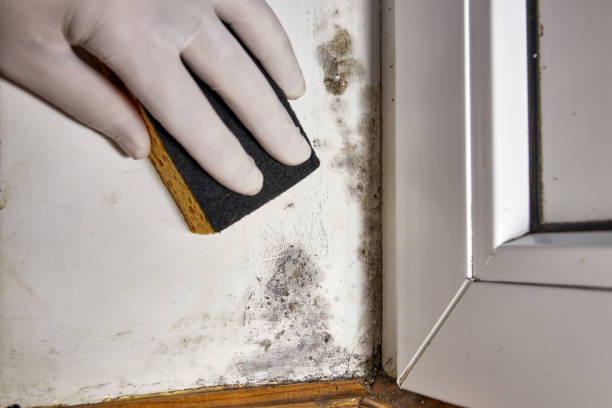 Best Asbestos and Lead Testing During Mold Inspection  in Joppatowne, MD
