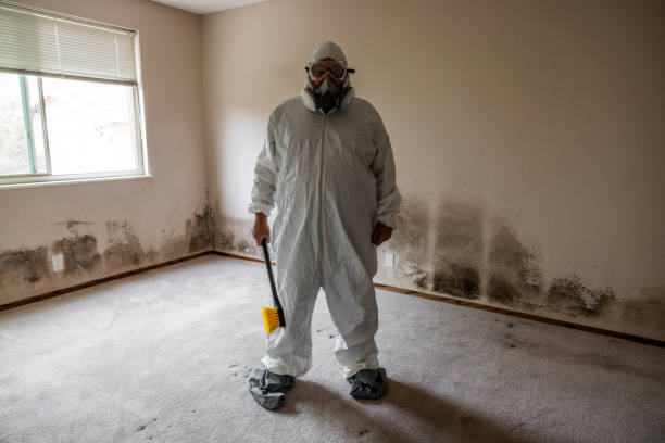 Mold Odor Removal Services in Joppatowne, MD